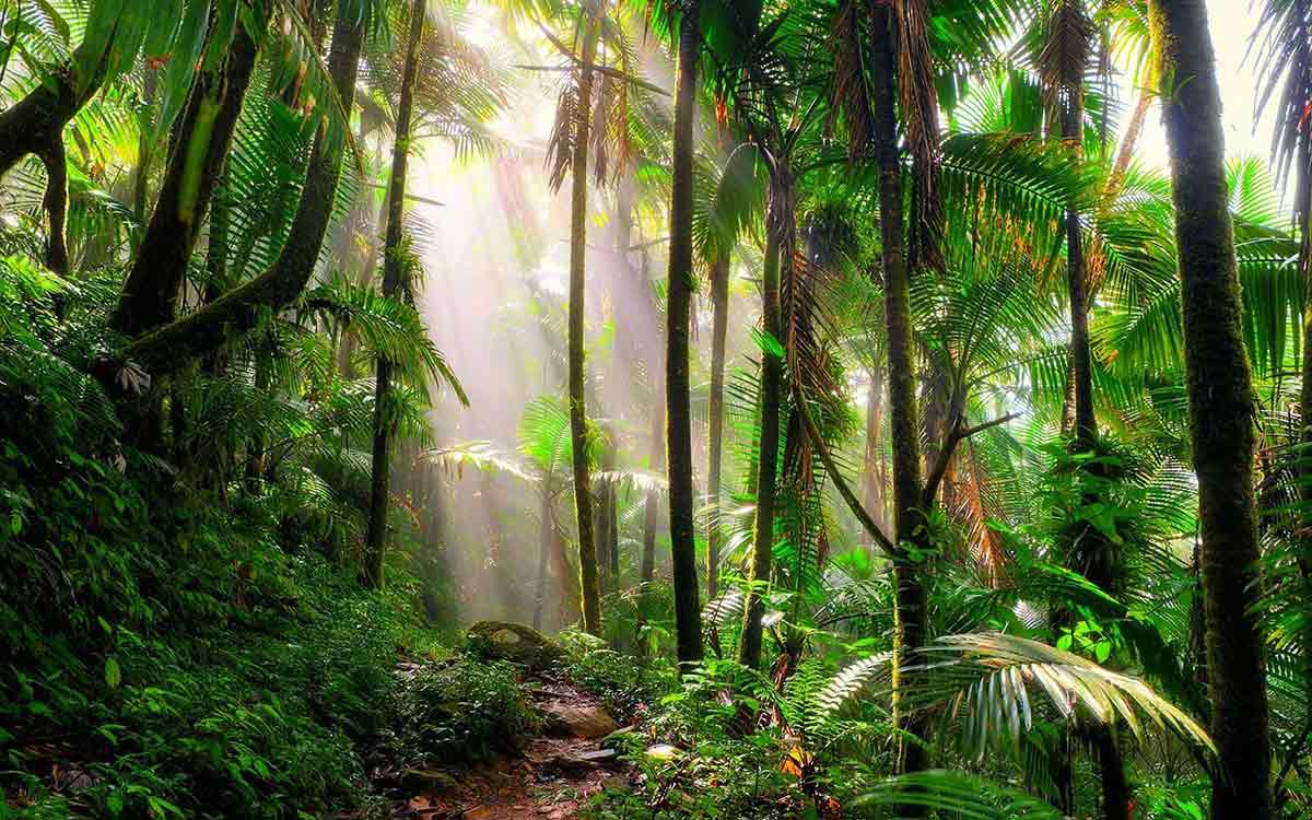 selva tropical con dosel verde exuberante